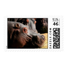 Hippo attitude postage stamp