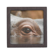 hippo-eye10x10 premium keepsake box