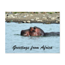 hippo greetings postcards