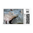 Hippo