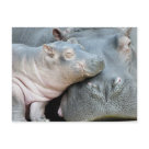 Hippo