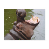 Hippo Postcards