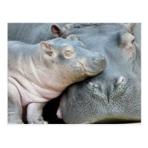 Hippo Postcard