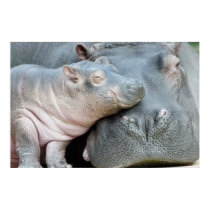 Hippo posters