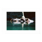 Hippo