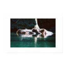 Hippo  posters