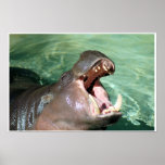 Hippo posters