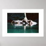 Hippo  posters