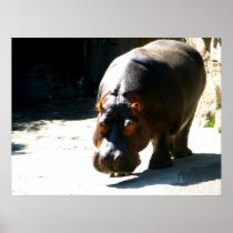 Hippo Poster