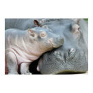 Hippo Poster
