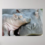 Hippo posters