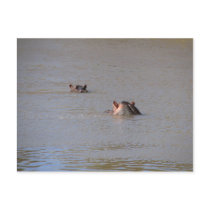 Hippo Stare postcards