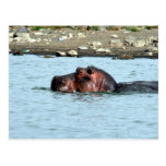 hippo swim post cards
