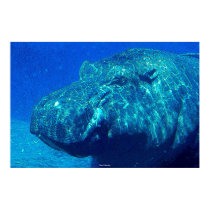 Hippo Underwater posters by daysrays Hippo Underwater posters