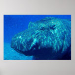Hippo Underwater posters