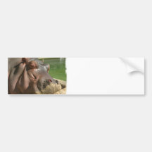 Hippopotamus Bumper Sticker