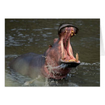 hippopotamus cards