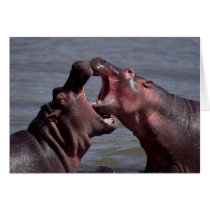 hippopotamus cards