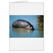 hippopotamus cards