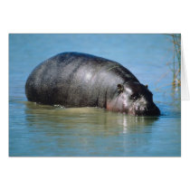 hippopotamus cards