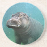 Hippopotamus Coaster