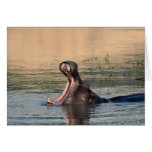 hippopotamus greeting cards