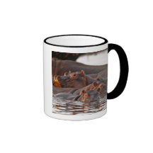 Hippopotamus, Hippopotamus amphibius, Lake Mug