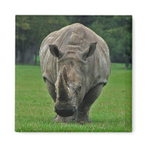 Hippopotamus magnet