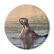 hippopotamus magnets