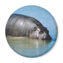 hippopotamus magnets
