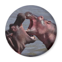 hippopotamus magnets