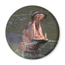 hippopotamus magnets
