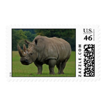 Hippopotamus postage