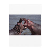 hippopotamus postcards