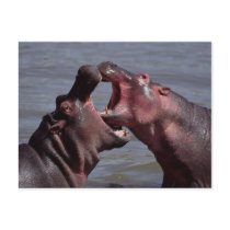 hippopotamus postcards