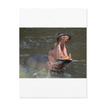 hippopotamus postcards