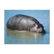 hippopotamus postcards
