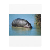 hippopotamus postcards