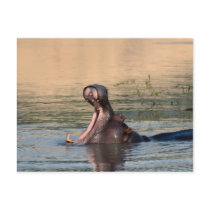 hippopotamus postcards