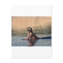 hippopotamus postcards