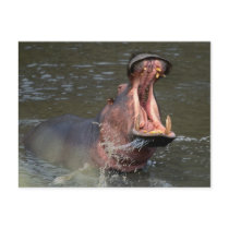 hippopotamus postcards