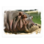 Hippopotamus Postcard
