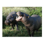 Hippopotamus Postcard