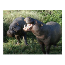 Hippopotamus Postcard