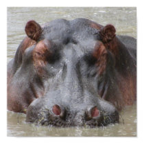 Hippopotamus posters