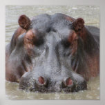 Hippopotamus posters