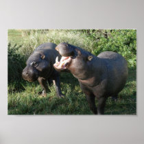 Hippopotamus Posters