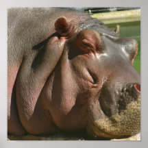 Hippopotamus Print