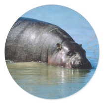 hippopotamus stickers