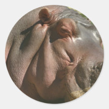 Hippopotamus Sticker
